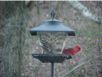 birds_20060415_12