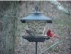 birds_20060415_13