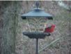 birds_20060415_14