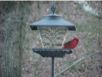 birds_20060415_15