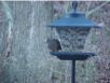 birds_20060415_18