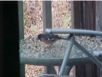 birds_20060415_22