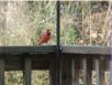 birds_20060415_24