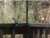 birds_20060415_26