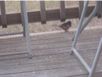 birds_20060604_04