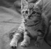 cats_20060604_06