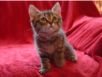 cats_20060604_13