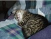cats_20060625_34