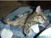 cats_20060625_49