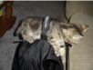 cats_20060716_01