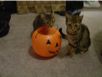cats_20061031_11