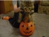 cats_20061031_18
