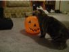 cats_20061031_20