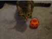 cats_20061031_31