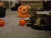 cats_20061031_32