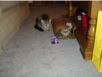cats_20061209_08