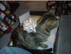 cats_20061225_10