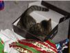 cats_20061225_15