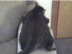cats_20070710_01