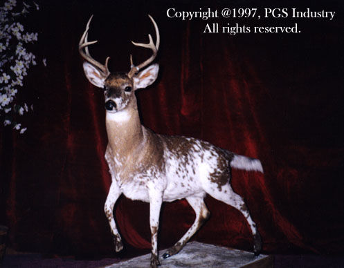 Piebald