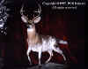 Piebald Deer