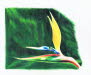 Bird_of_Paradise