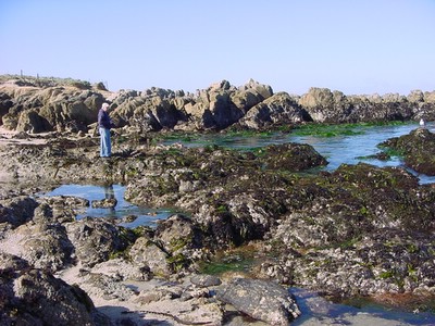 David at a tidal pool
