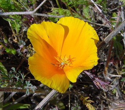 California Poppy