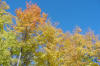Fall Colors (Askov, MN) - 10/5/03