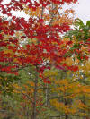 Fall Colors (Isabella, MN) - 9/25/08