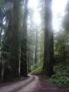 Redwoods along Howland Hill Road (Crescent City, CA) - 1/31/06