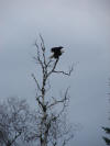Bald eagle at Mantrap Lake (Lake Itasca, MN) - 7/15/07