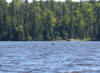 Moose swiming across Birch Lake (Babbitt, MN) - 9/2/07