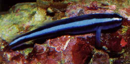 Neon Goby