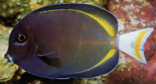 whitecheek_surgeonfish.jpg