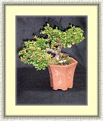 Cotoneaster_SemiCascade * 1364 x 1672 * (2.64MB)