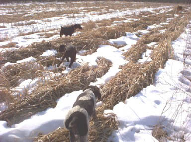 2 9-Month Old Starter Wirehairs in Field