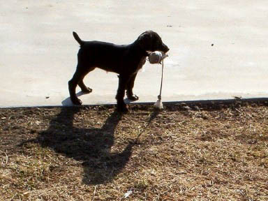 9 Week Old Starter Wirehair From Ruby's Litter
