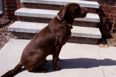 Roger the Chocolate Labrador