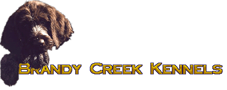 Brandy Creek Kennels