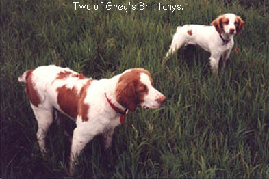 Two of Greg's Brittanys.