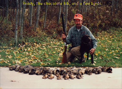Ready the Chocolate Labrador