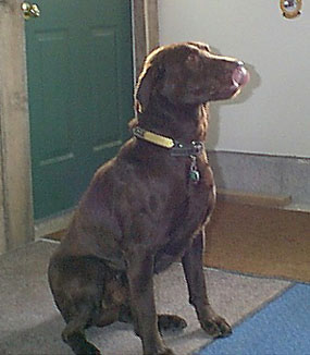 Roger the Chocolate Labrador