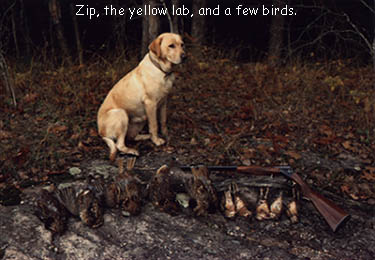 Zip the Labrador