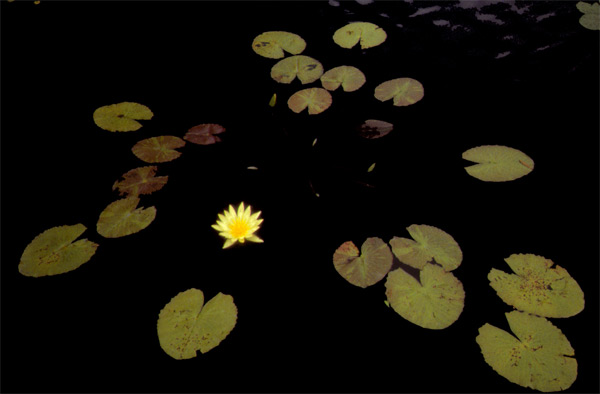 Lilly Pond