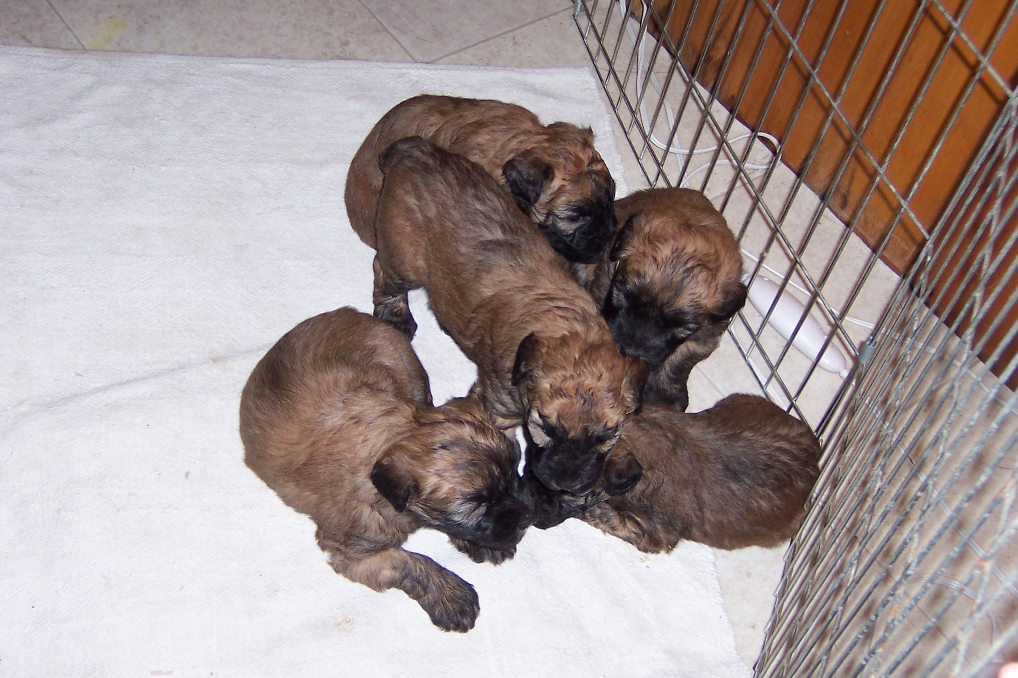 wheaten puppies wheaten terrier puppies pictures wheaten puppies wheaten terrier puppies pictures