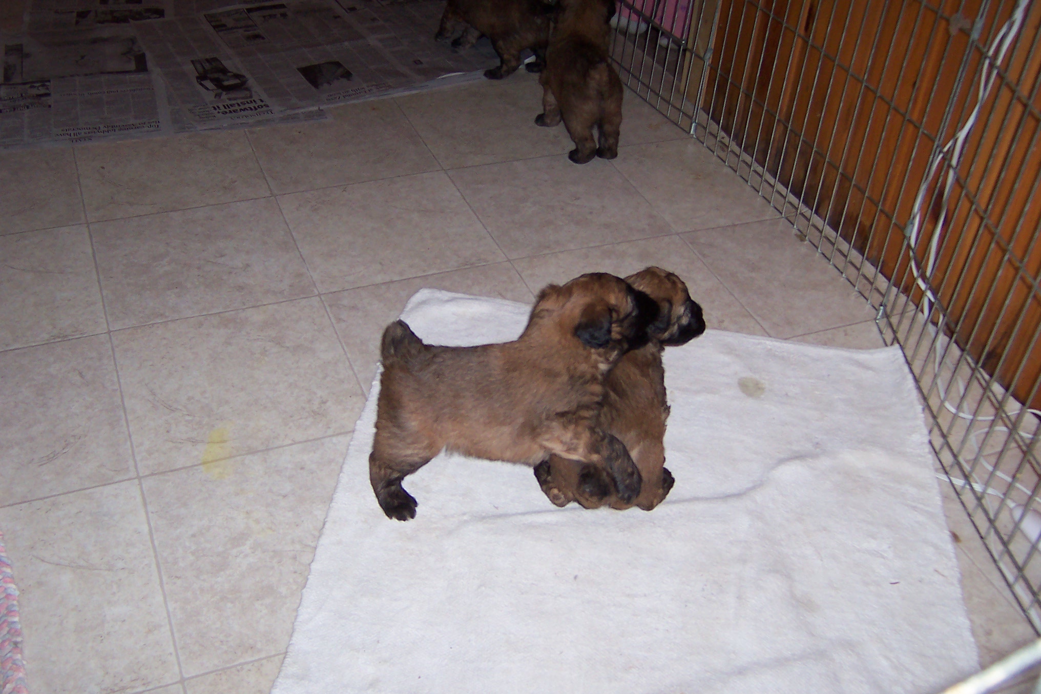 wheaten terrier puppy wheaten terrier puppies pictures wheaten terrier puppy wheaten terrier puppies pictures
