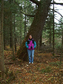 Photo: Christine at large white pine