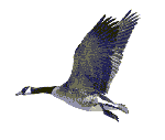 fggraphic03