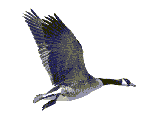 fggraphic03